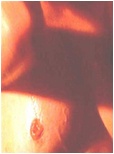 Neve Campbell Nude Pictures