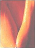 Neve Campbell Nude Pictures
